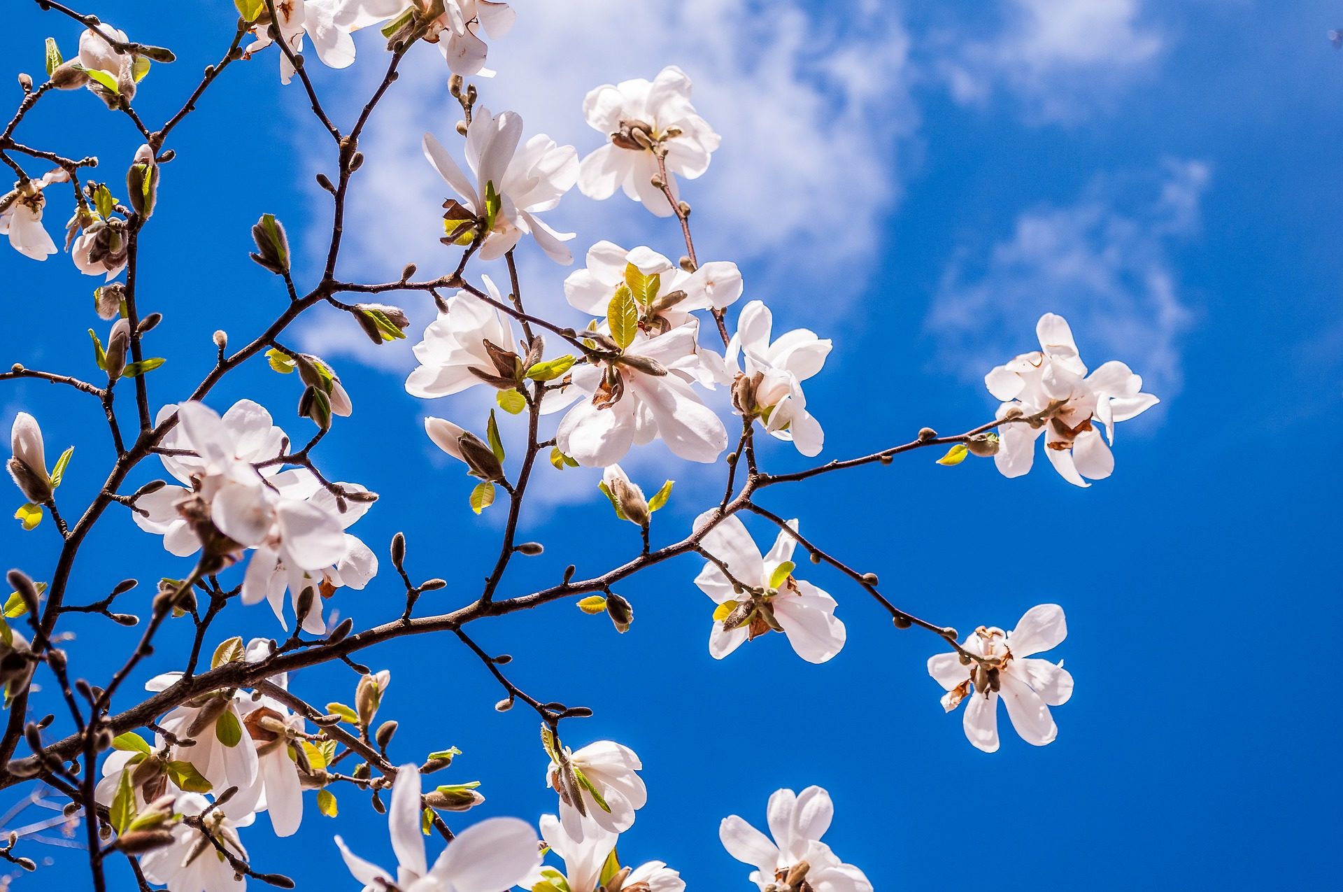 kwitnąca magnolia na tle błękitnego nieba. Co robi copywriter, by poruszyć ludzi?
